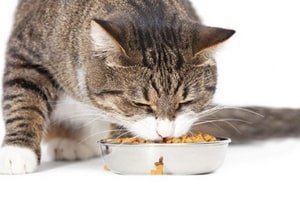 Из чего делают корм для котов